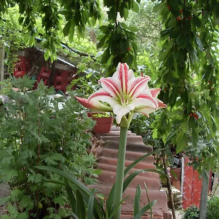 Guest house Rimski 2*