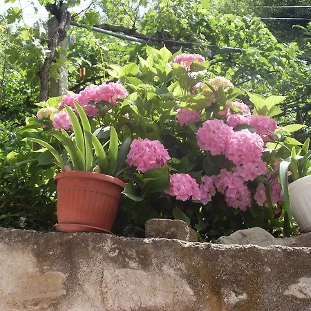 Rimski